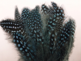 Guinea Fowl ( Body feathers ) LT Blue